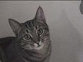 callie
